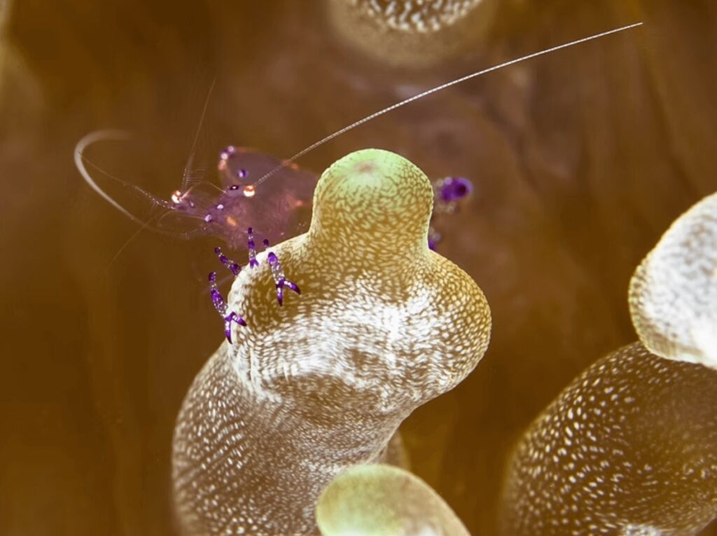 An anemone shrimp photographed during a sustainable dive vacation in Lembeh Strait