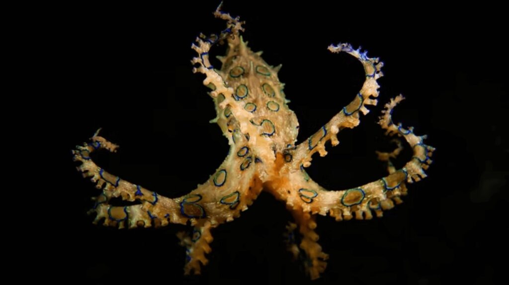 A blue-ringed octopus photographed at one of the best dive sites in Lembeh Strait