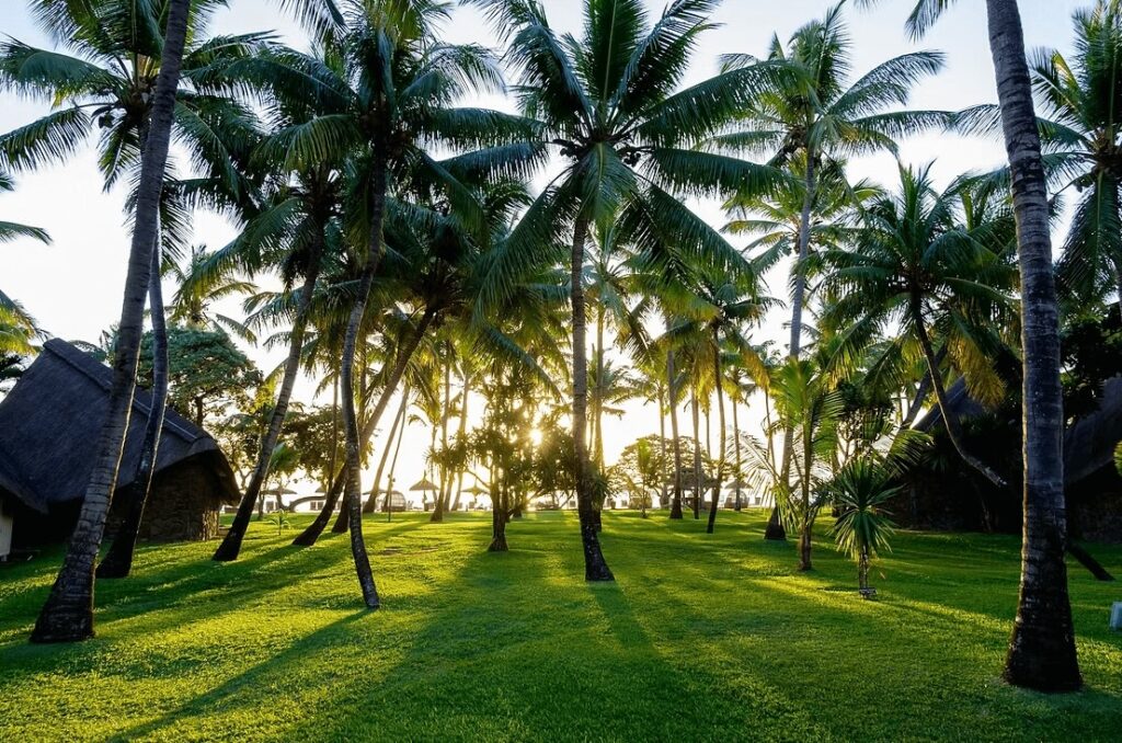 Palm trees line a beach at an eco-friendly resort in Mauritius