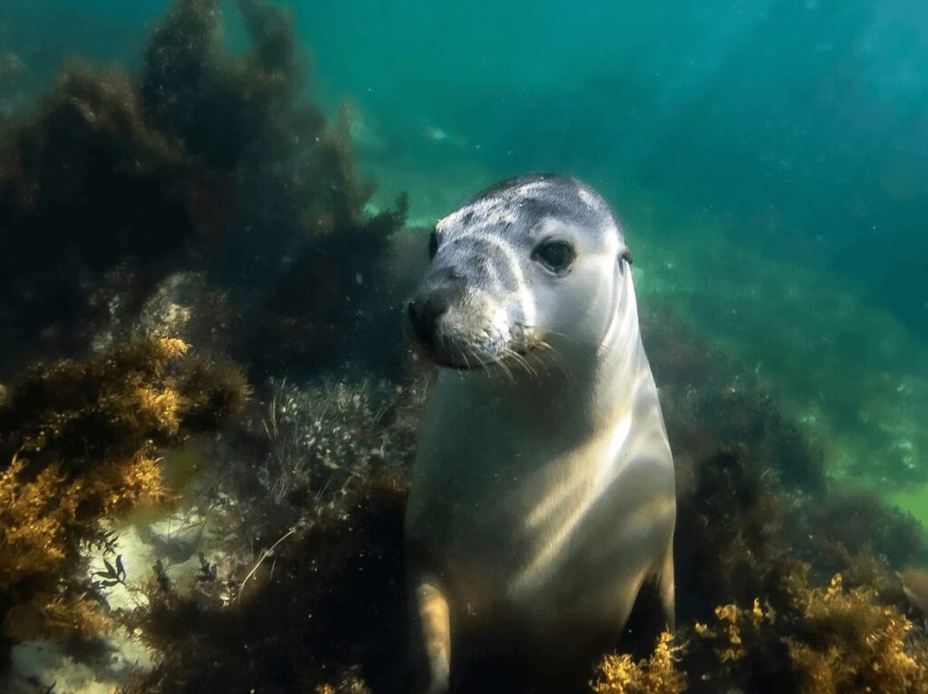 Best places to dive in Australia: A seal amidst the kelp forests of Tasmania