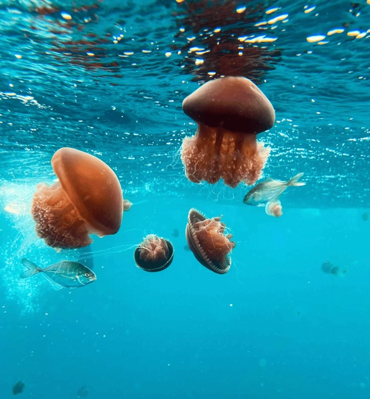 Best places to dive in Australia: Jelly fish bobbing in the water