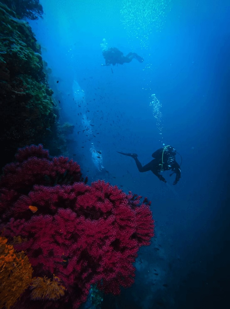 Sustainable dive vacation in Costa Rica: The best time to dive in Costa Rica differs, depending on the location and what you hope to see