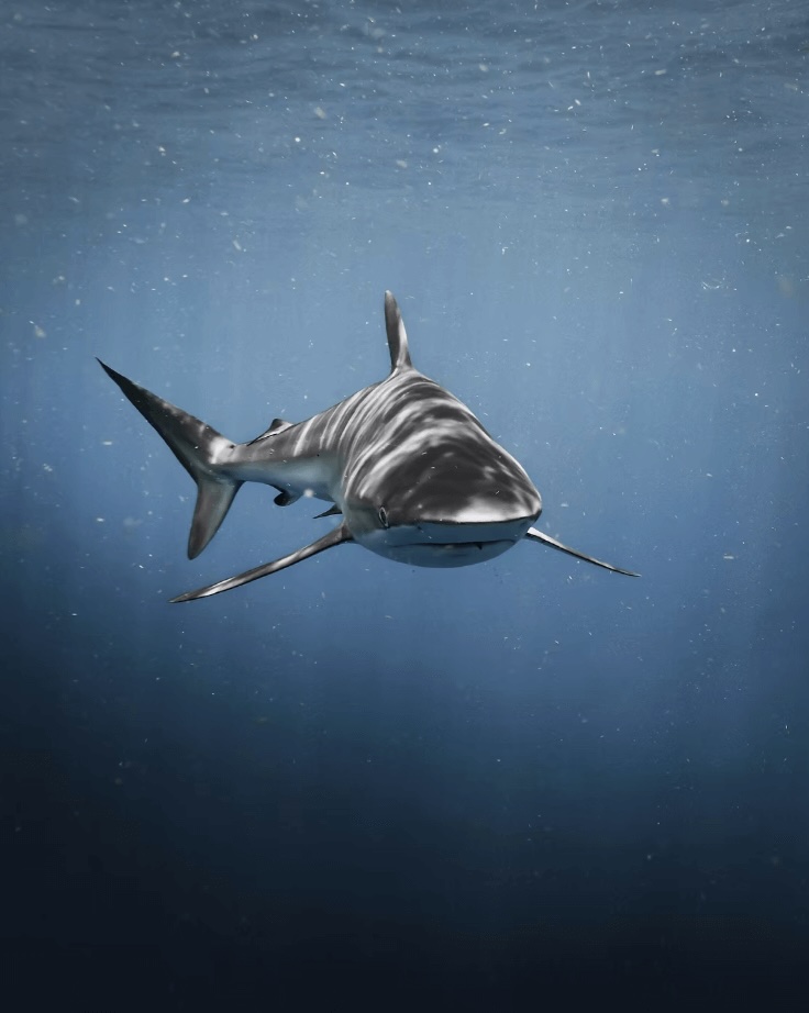 Best places to dive in Costa Rica: Encounters with bull sharks are a highlight of diving in the Bat Islands