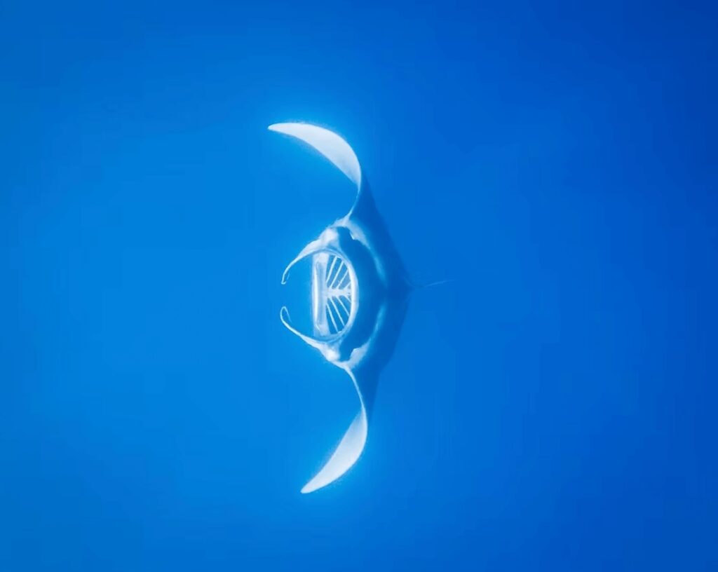 Seeing manta rays is a highlight of diving in the Catalina Islands