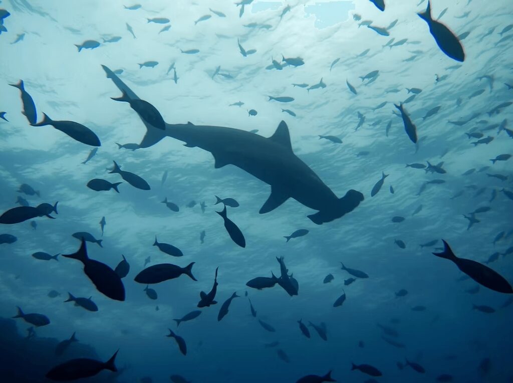 Sightings of hammerhead sharks make Cocos Island one of the best places to dive in Costa Rica