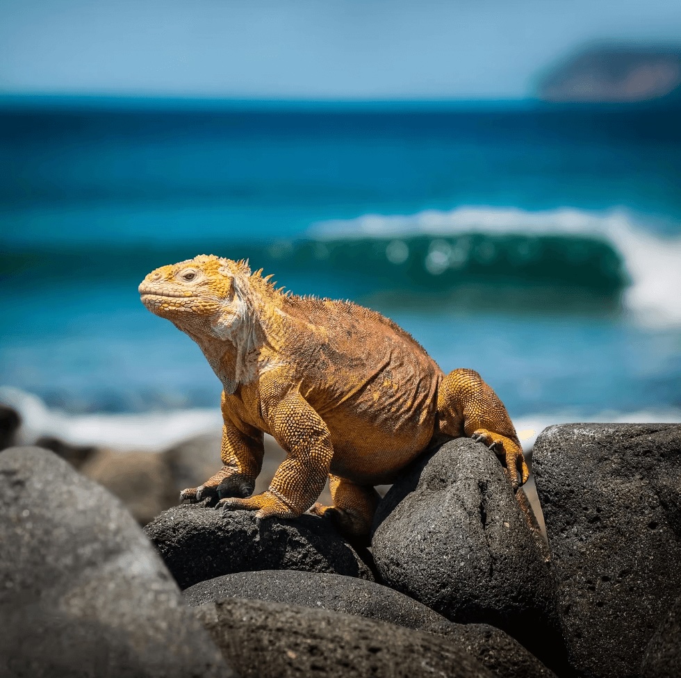A marine iguana backed by a wave in the Galapagos Islands - one of the best places to surf in South America