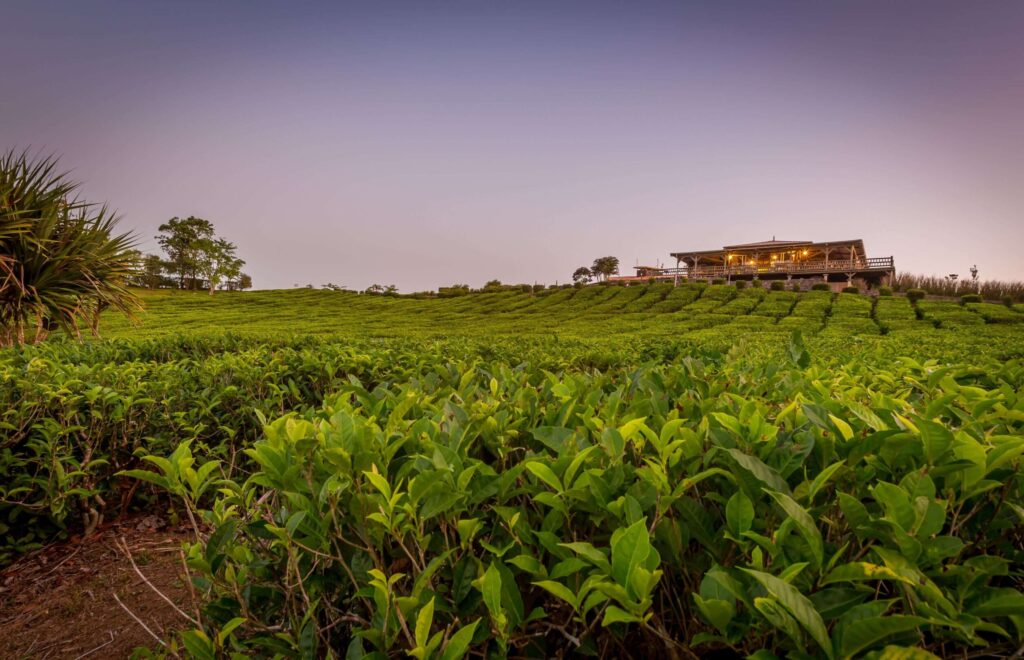 Views across the tea plantation of Bubble Lodge Bois Cheri
