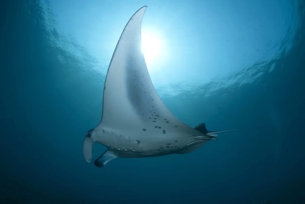 A flying ray in the waters surrounding Cocos Island, Costa Rica