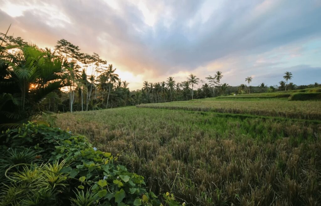 A terraced rice paddy near an eco-friendly resort in Bali