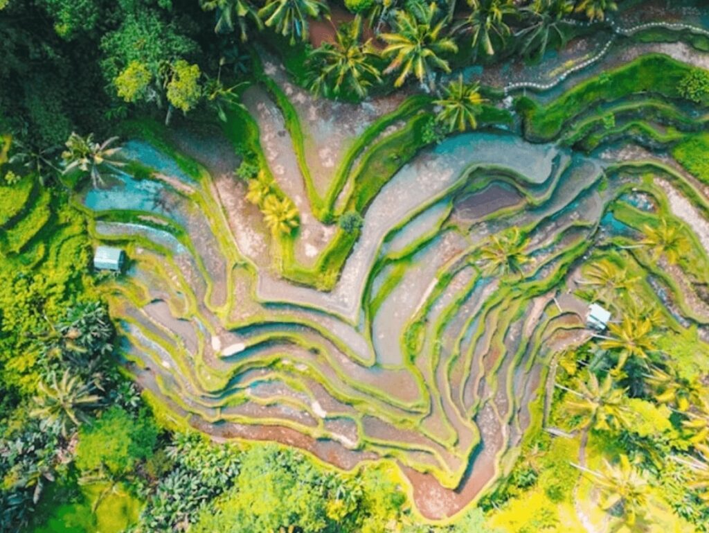 Eco-resorts in Indonesia: A bird's eye view of a terraced rice paddy in Bali