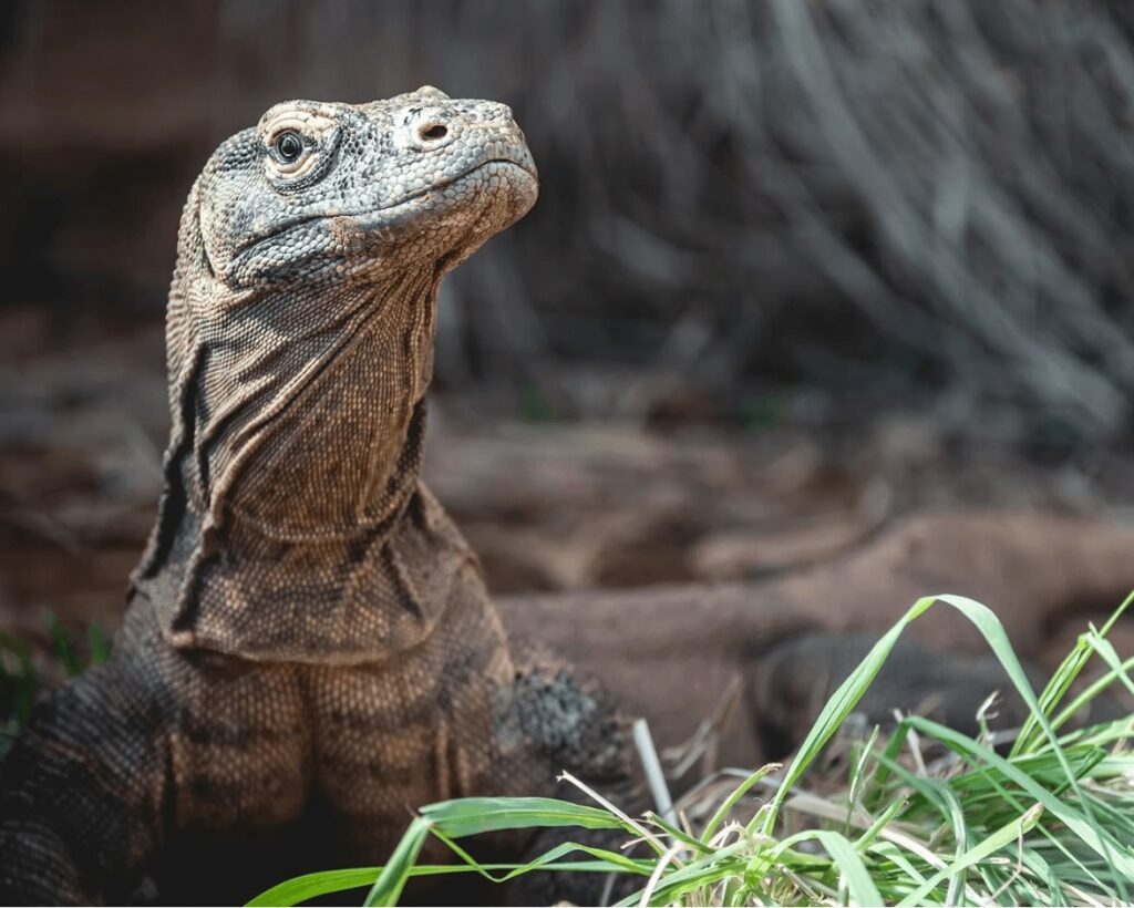 Seeing Komodo dragons in the wild is a highlight of a sustainable scuba vacation in Indonesia