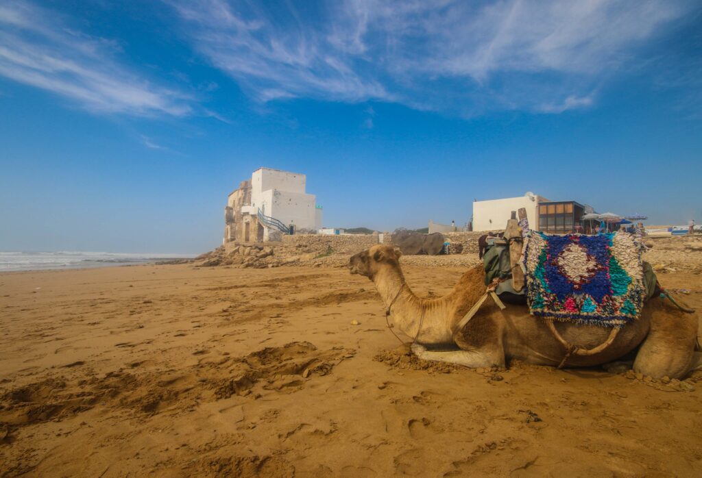 A camel on a beach in Sidi Kaouki