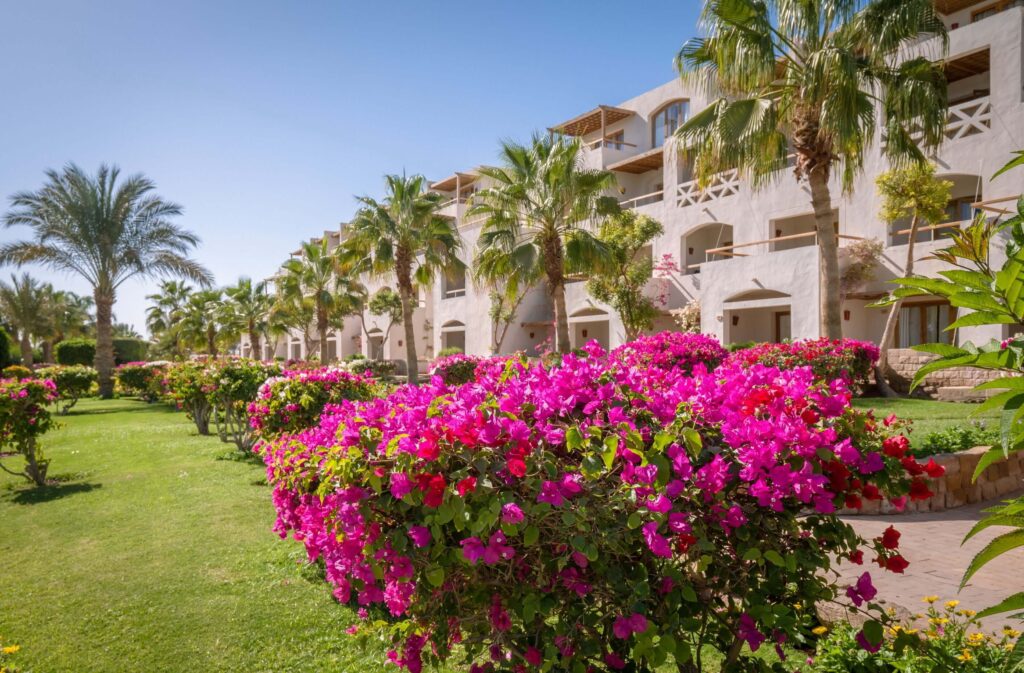 Bougainvillea growing in front of Fort Arabesque