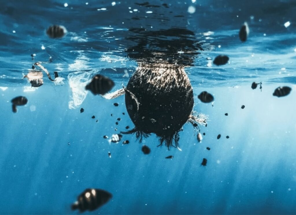 Great Pacific Garbage Patch: A coconut floats amidst plastic waste in the ocean