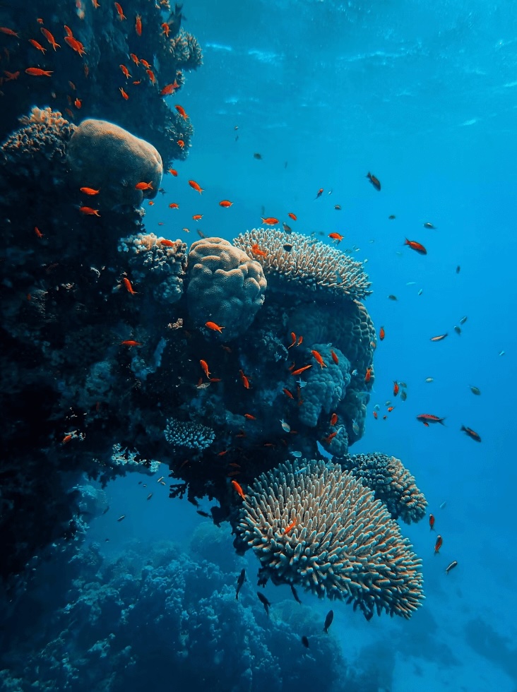 Bright orange fish swim around a coral cluster on the Great Barrier Reef