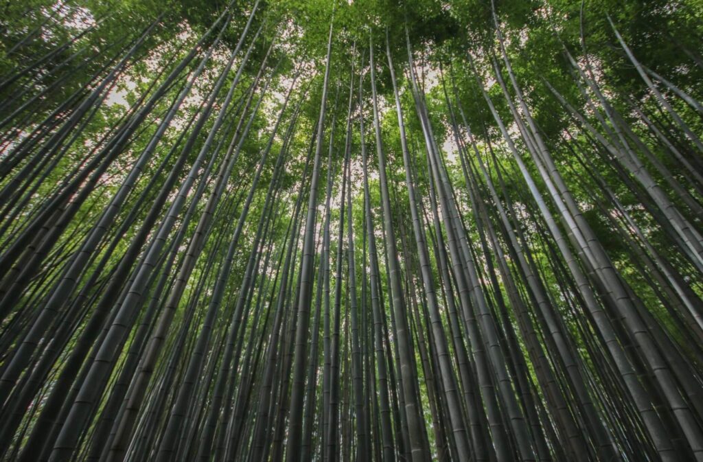 Arashiyama Bamboo Forest in Japan