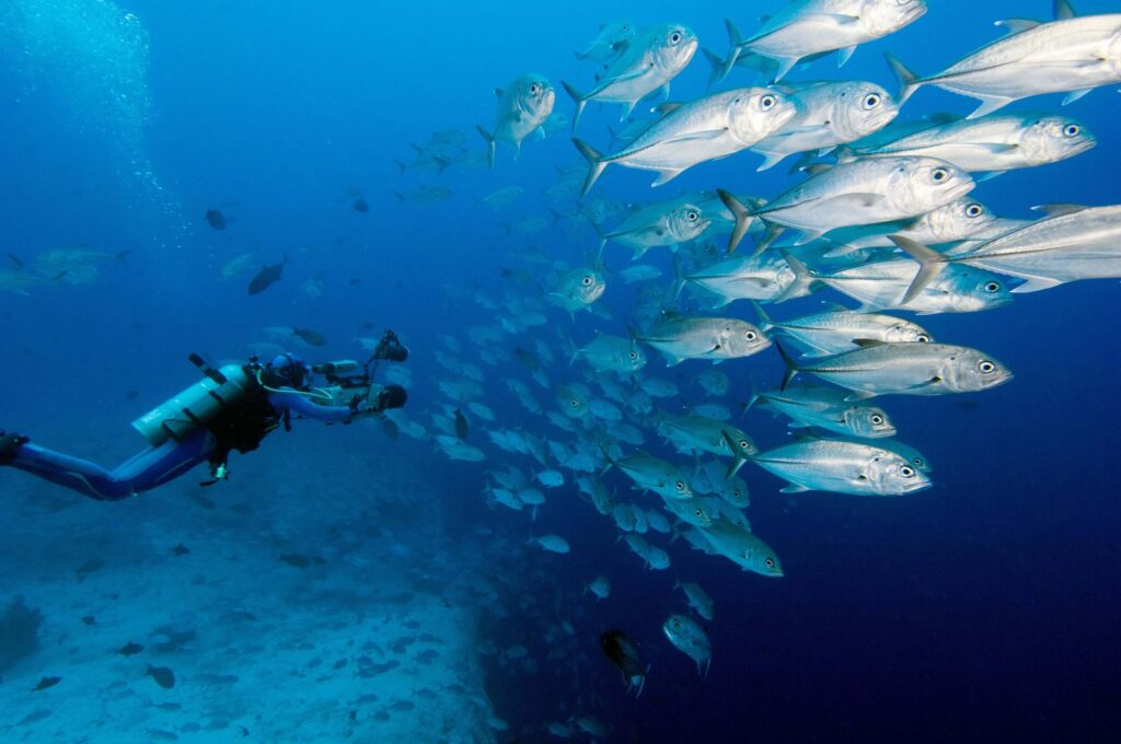 Diving with the team at Jean-Michel Cousteau Resort