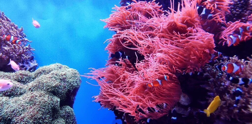 Lifestyle changes to reduce ocean plastic: Fish swim around a bright pink anemone on a coral reef