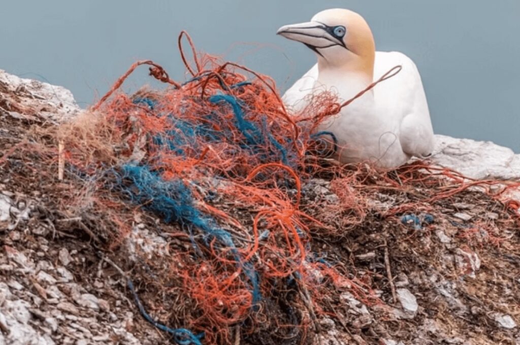 Lifestyle changes to reduce ocean plastic: A seabird sits amidst plastic waste