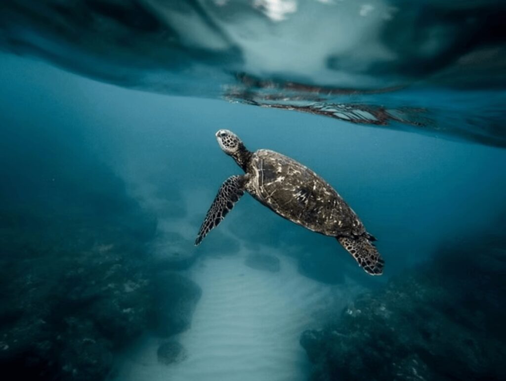 STOKE certification is helping to preserve ocean habitats and protect marine life