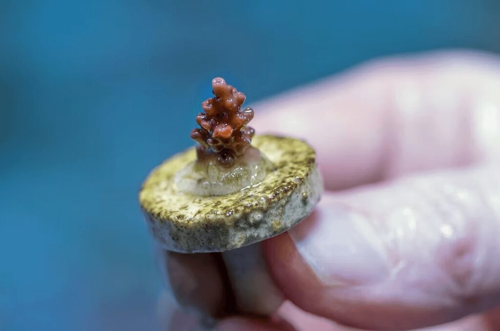 Mercury pollution in the ocean: A coral being propagated