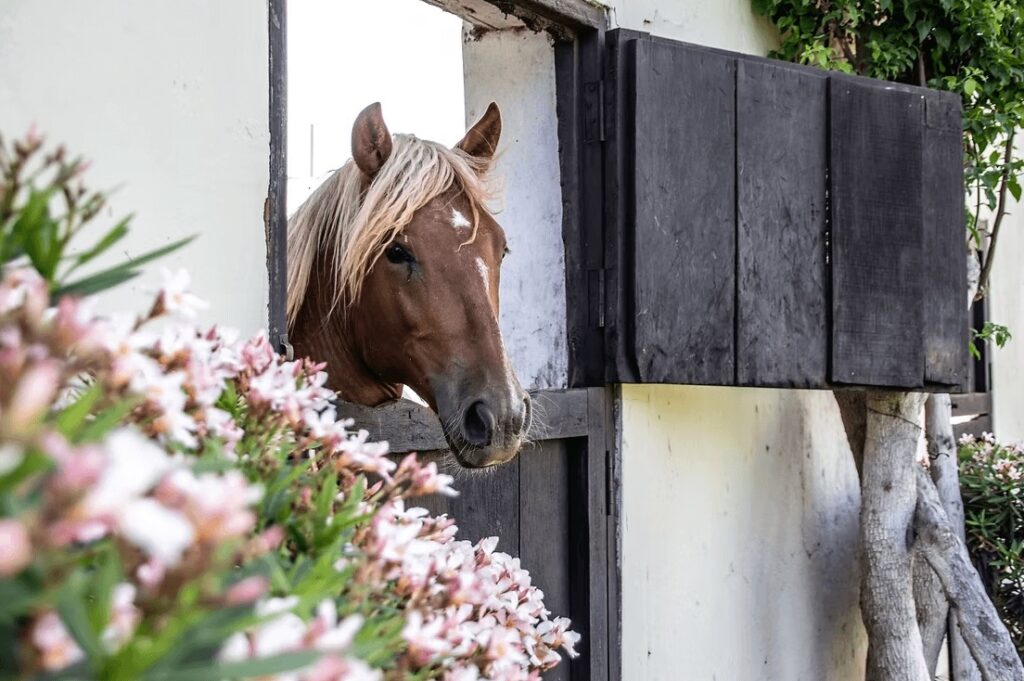 A resident horse at Monteverde Boutique Hotel near Pacasmayo, one of the best places to surf in Peru