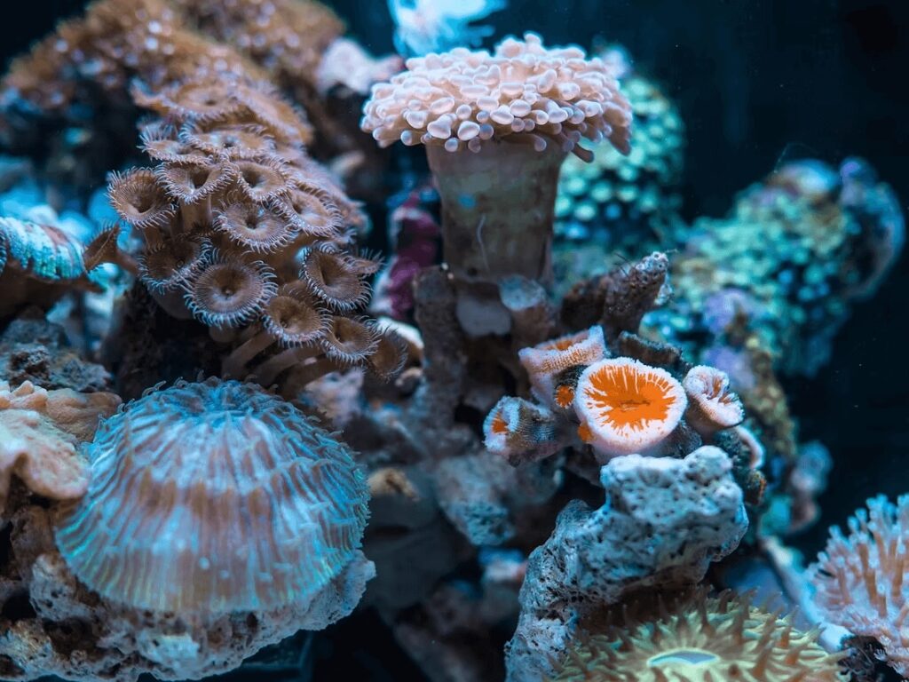 A close up view of hard and soft corals on the Great Barrier Reef, Australia