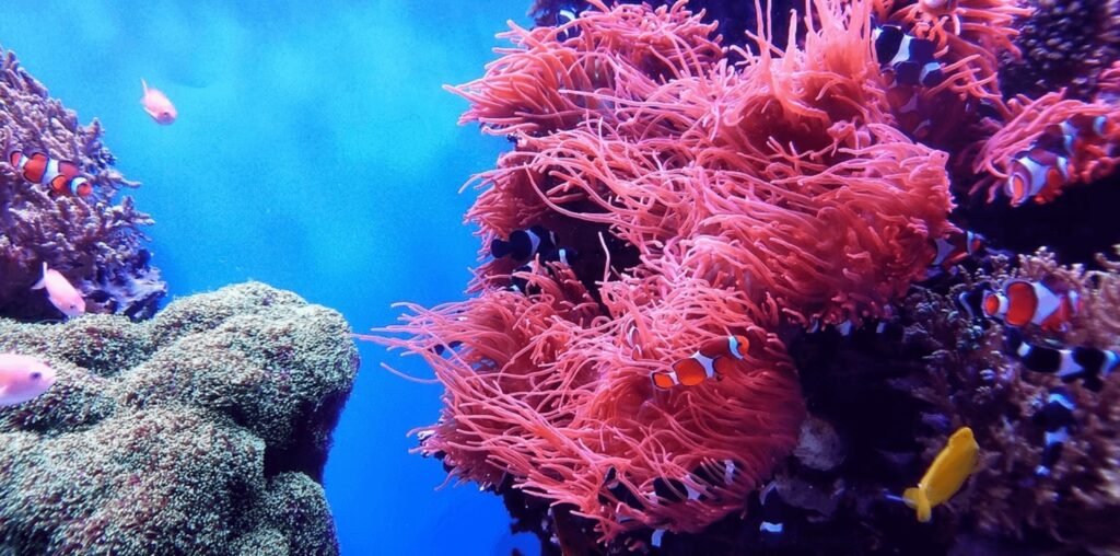 Anemone fish dart amongst pink anemones on the Great Barrier Reef