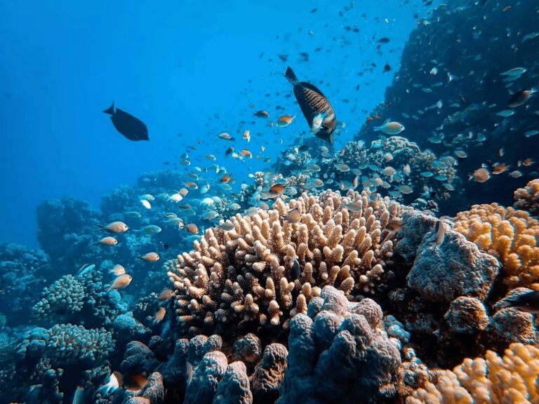 7 innovative solutions for restoring the Great Barrier Reef