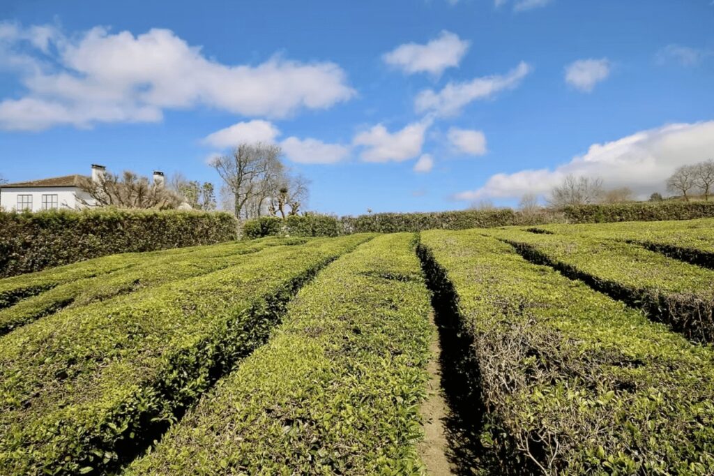 Best places to dive in the Azores Islands: Manicured rows of tea bushes at Gorreana, the oldest tea plantation in Europe