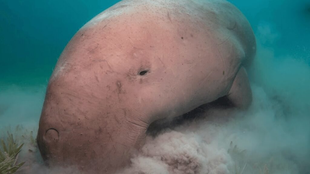 A dugong seen feeding on seagrass while scuba diving Bangka Island, Sulawesi