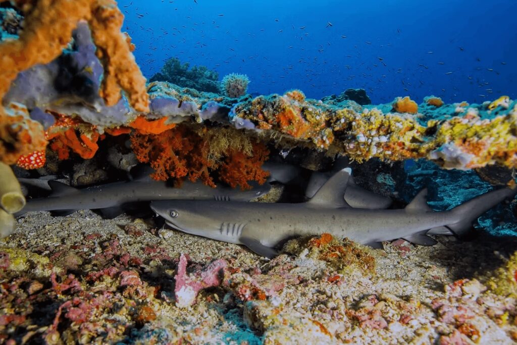 Sharks seen while diving with a Bangka Island dive resort 
