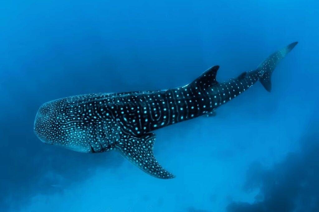 Whale shark encounters are a highlight of scuba diving in Cocos Island, Costa Rica