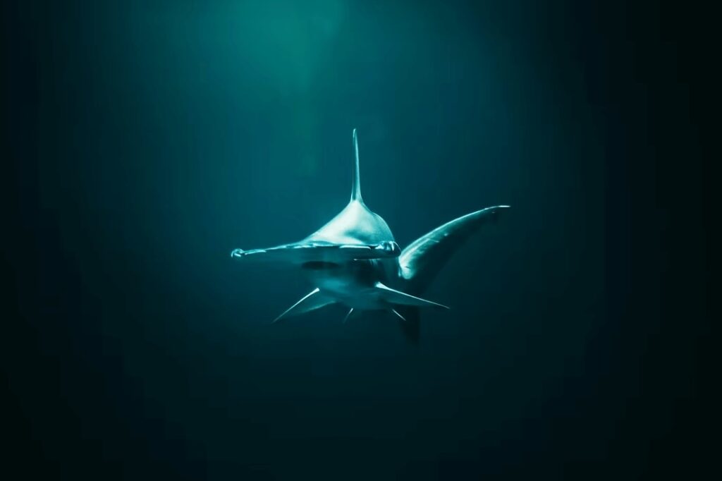 Coming face-to-face with hammerheads is a highlight of scuba diving in Cocos Island, Costa Rica
