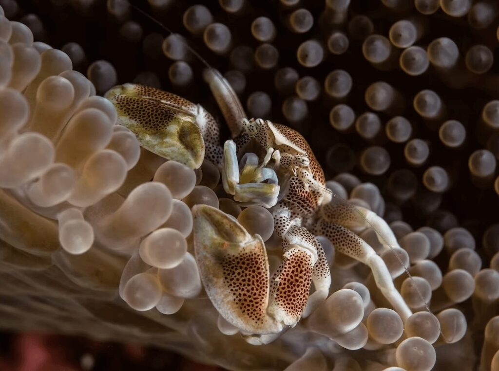 A crab hiding in an anemone while scuba diving in Tubbataha Reefs Natural Park