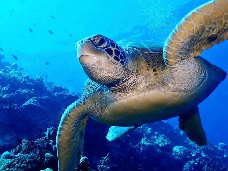 Best dive sites in Bunaken + eco-friendly dive resorts