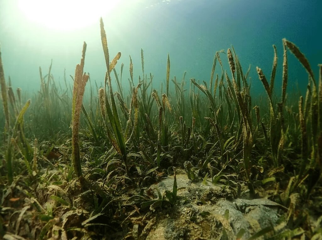 Seagrass beds provide important nurseries and feeding grounds in the Coral Triangle