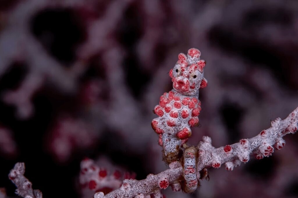 A pygmy seahorse seen while scuba diving Bangka Island, Sulawesi