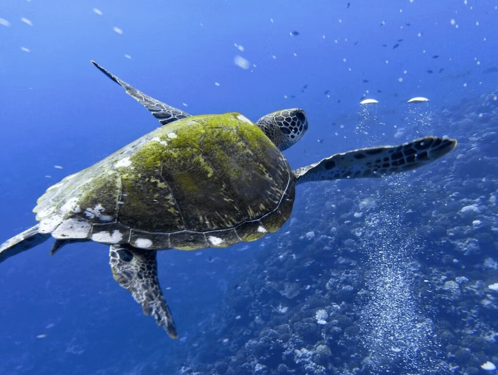 A sea turtle photographed while scuba diving in French Polynesia
