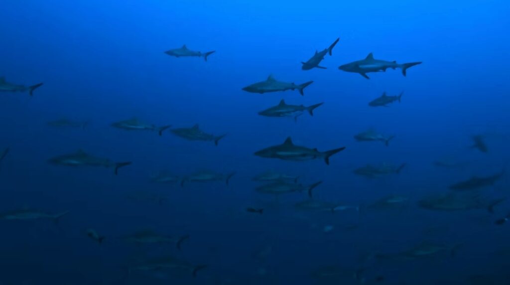 Scuba diving in French Polynesia with a school of sharks