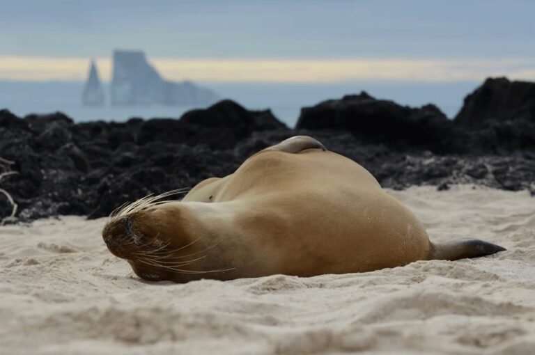 Scuba diving in Galapagos Islands: Best dive sites + eco-resorts