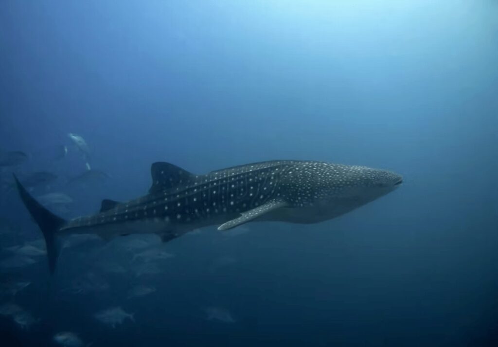UNESCO dive sites: Encounters with whale sharks are a highlight of diving in the Galapagos Islands