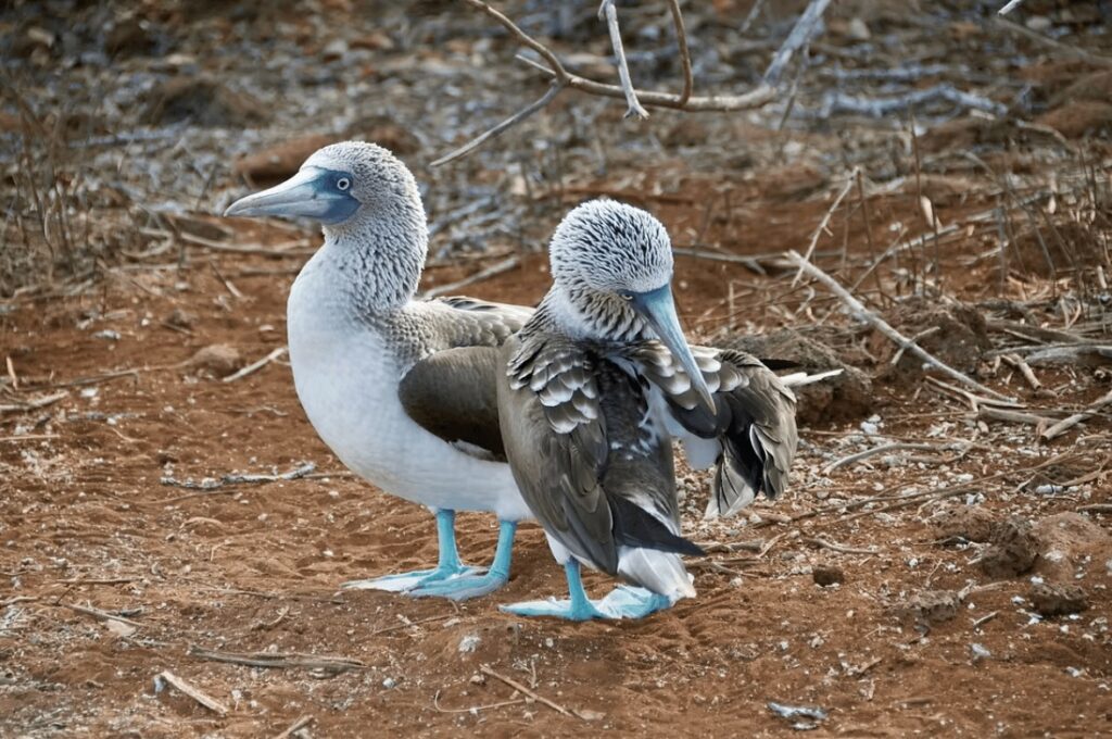 Surfing in the Galapagos Islands: Blue-footed boobies