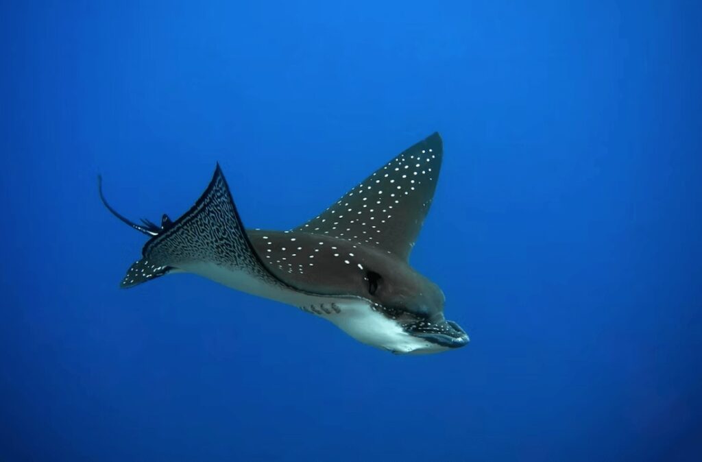 A ray flies through the water while scuba diving in the Galapagos Islands