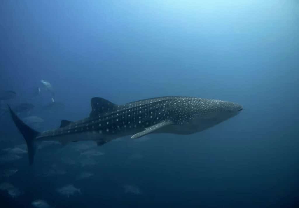 A whale shark swims through the ocean in Tubbataha Reefs Natural Park