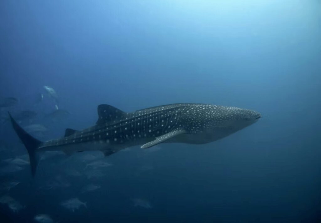 Encounters with whale sharks are a highlight of scuba diving in Tubbataha Reefs Natural Park