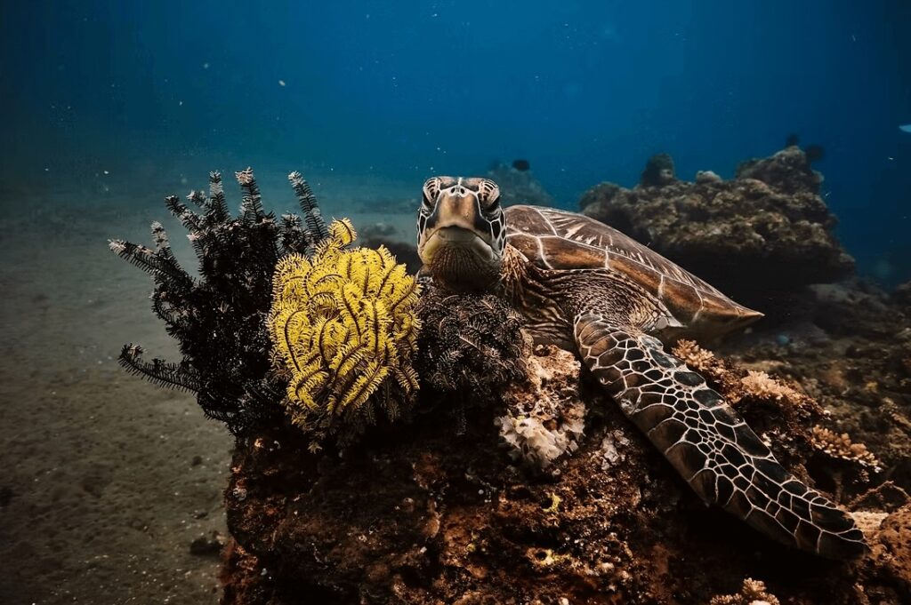 A turtle resting on a coral bommie during a scuba diving trip to Tubbataha Reefs Natural Park