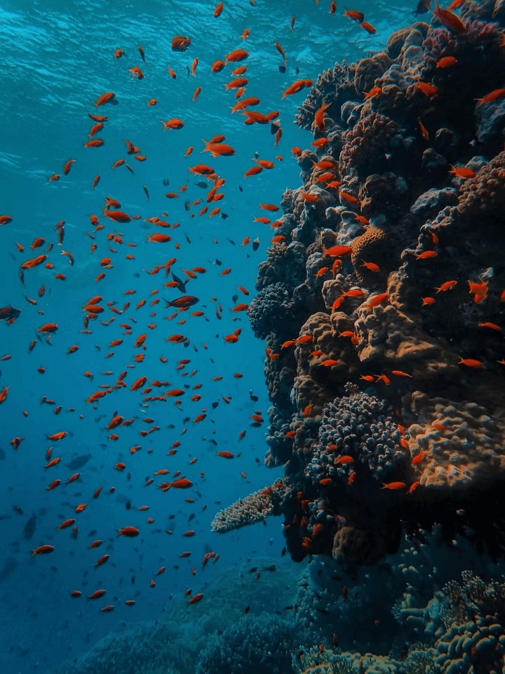 Fish surround a coral bommie while scuba diving in Papua New Guinea