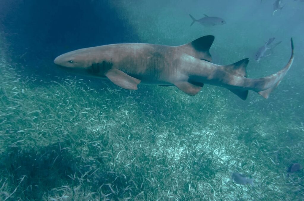 Scuba diving in Belize: A shark patrols a seagrass bed