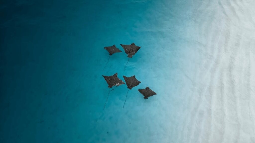 Scuba diving in Bunaken: A group of rays seen from above